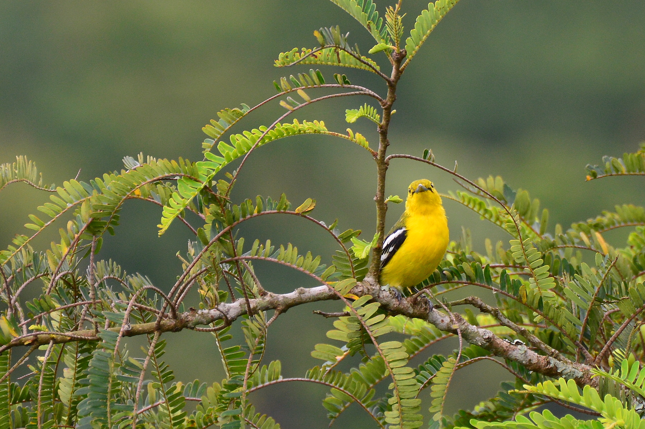 Aegithina tiphia